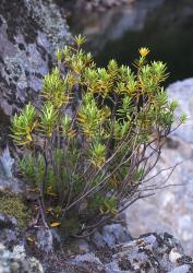 Veronica rigidula var. rigidula. Habit. Pelorus Bridge, Nelson.
 Image: P.J. Garnock-Jones © P.J. Garnock-Jones CC-BY-NC 3.0 NZ